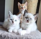 Prachtige kruising Maine Coon/Ragdoll kittens, Dieren en Toebehoren, Katten en Kittens | Overige Katten, Meerdere dieren, 0 tot 2 jaar