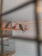 Meerdere jonge Bourkes Bourks zijn geringd.€17.50 stuk, Dieren en Toebehoren, Vogels | Parkieten en Papegaaien, Meerdere dieren