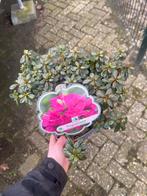 Rhododendron obtusum 'Purpurtraum' - Prachtige paarse bloeme, Vaste plant, Halfschaduw, Lente, Ophalen