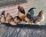 Antwerpse baardkriel kipjes, Dieren en Toebehoren, Pluimvee, Vrouwelijk, Kip