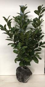Laurieren/Prunus laurier Rotundifolia, Ophalen, Laurier, 100 tot 250 cm