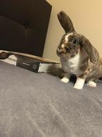 Konijn zoekt liefdevol huisje, Dieren en Toebehoren, Konijnen, Mannelijk, Dwerg, Hangoor, 0 tot 2 jaar