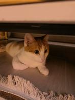 Mooie kater, Dieren en Toebehoren, Katten en Kittens | Overige Katten, Kater