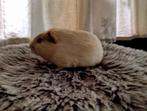 2 jonge gladhaar cavia beertjes (broertjes) creme/buff, Dieren en Toebehoren, Knaagdieren, Cavia, Meerdere dieren, Tam, September