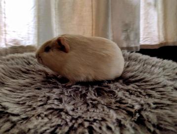 2 jonge gladhaar cavia beertjes (broertjes) creme/buff  beschikbaar voor biedingen