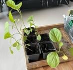 Aubergine planten, Ophalen, Zomer, Overige soorten, Volle zon