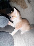Oranje dame kitten Europese korthaar, Dieren en Toebehoren, Katten en Kittens | Raskatten | Korthaar, Meerdere dieren