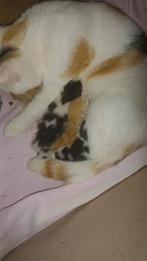 Kittens zijn volgende week woensdag 8weken oud, Meerdere dieren, Kortharig, 0 tot 2 jaar