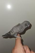 Blackface split blackwing split dunfelo vrouw, Dieren en Toebehoren, Meerdere dieren, Parkiet, Geringd