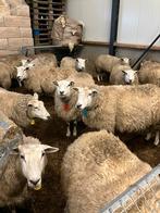 Drachtige swifter stamboek ooien, Dieren en Toebehoren, Schapen, Geiten en Varkens, Vrouwelijk, Schaap