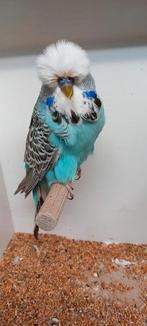 Standaard grasparkiet cin.hemels blauw, Dieren en Toebehoren, Mannelijk, Geringd