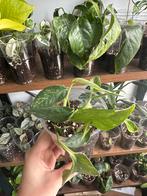 Epipremnum Pinnatum Variegata 2, Huis en Inrichting, Kamerplanten, Overige soorten, Minder dan 100 cm, Ophalen of Verzenden, Halfschaduw