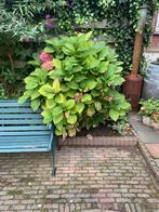 Grote Hortensia roze 1m3, Tuin en Terras, Planten | Tuinplanten, Verzenden, Zomer, Overige soorten, Halfschaduw