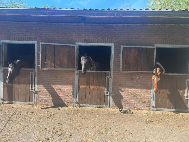 1 stal  te huur Ede/Lunteren en ruiter gezocht op m/z niv, Dieren en Toebehoren, Stalling en Weidegang, Stalling, Weidegang, Toebehoren