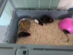 Jonge ratjes te koop, Dieren en Toebehoren, Knaagdieren, Augustus, Meerdere dieren, Rat