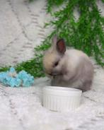 ❤️🐇Een lief dwergkonijntje meisje zoekt een gouden mandje, Dieren en Toebehoren, Vrouwelijk, Dwerg, 0 tot 2 jaar