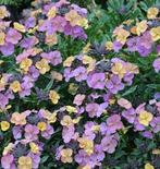 Zaden Steenraket/Muurbloem - Erysimum, Verzenden