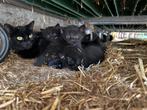 Boerderij kittens - zwart, Dieren en Toebehoren, Katten en Kittens | Overige Katten, Geslacht onbekend, Kortharig, 0 tot 2 jaar