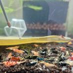 Aanbieding 10+5 gratis skittles garnalen bezorging aquarium, Dieren en Toebehoren, Vissen | Aquariumvissen, Kreeft, Krab of Garnaal