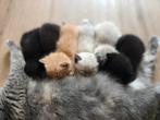 Kittens Ragdoll x Britse korthaar (6 juni geboren), Dieren en Toebehoren, Katten en Kittens | Raskatten | Korthaar, Meerdere dieren
