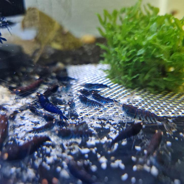 Blue tiger OE, Dieren en Toebehoren, Vissen | Aquariumvissen, Kreeft, Krab of Garnaal