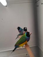 1-1 gouldamadines, Dieren en Toebehoren, Vogels | Overige Vogels, Tropenvogel, Geringd
