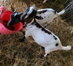Dwerggeitbokje, Dieren en Toebehoren, Schapen, Geiten en Varkens, Mannelijk, Geit