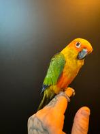 Super mega tamme zonparkiet 2025 incl garantie, Dieren en Toebehoren, Vogels | Parkieten en Papegaaien, Papegaai, Tam