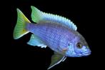 Malawi Cichliden: Pseudotropheus aceii Luwala, Dieren en Toebehoren, Vissen | Aquariumvissen, Vis, Zoetwatervis