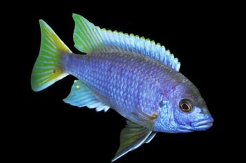 Malawi Cichliden: Pseudotropheus aceii Luwala beschikbaar voor biedingen