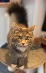 Kater Noorse boskat X main coon, Dieren en Toebehoren, Katten en Kittens | Raskatten | Langhaar, Kater, Gechipt, 0 tot 2 jaar