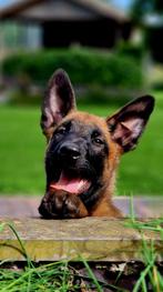 FCI Mechelse Herder, Dieren en Toebehoren, Honden | Herdershonden en Veedrijvers, Reu, CDV (hondenziekte), 8 tot 15 weken, Eén hond