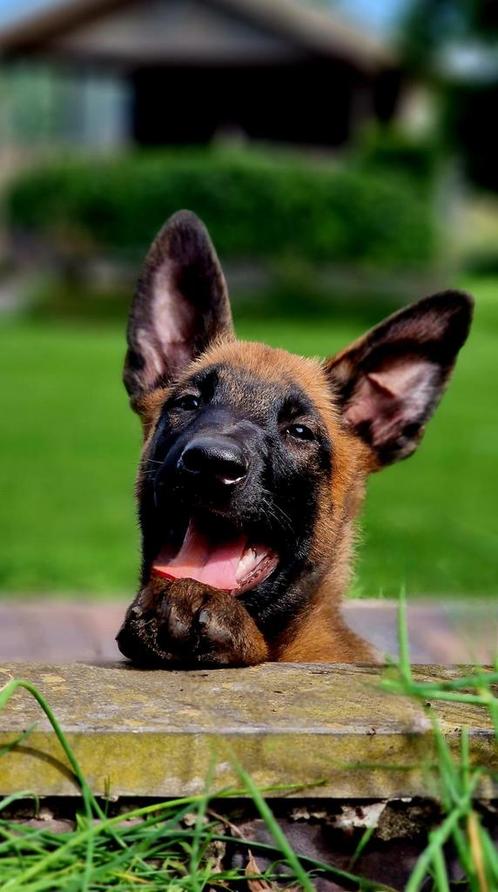 FCI Mechelse Herder, Dieren en Toebehoren, Honden | Herdershonden en Veedrijvers, Reu, Herder, Particulier, Eén hond, Nederland