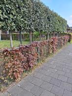 Gratis Beuken haag - heg, Ophalen, Beukenhaag, 100 tot 250 cm