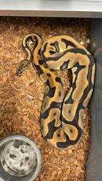 0.1 Leopard orange dream 100% het clown ball python, Slang, 3 tot 6 jaar
