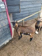 Prachtige dwerggeit, Dieren en Toebehoren, Vrouwelijk, Geit, 0 tot 2 jaar