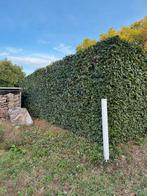 tuinman& hovenier, Diensten en Vakmensen