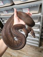 Super Cinnamon 0.1 vrouw 2021 Python Regius, Slang