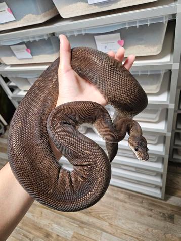 Super Cinnamon 0.1 vrouw 2021 Python Regius beschikbaar voor biedingen