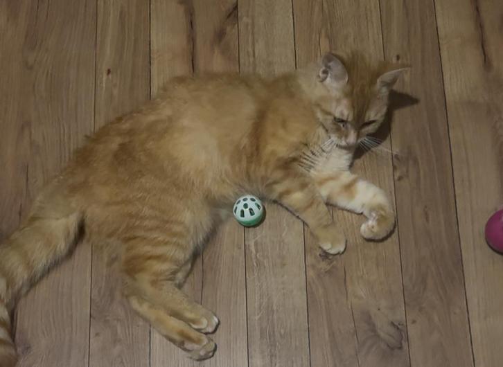 Kat gratis menemen met spullen., Dieren en Toebehoren, Katten-accessoires, Zo goed als nieuw, Ophalen