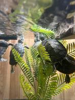 Waterschildpadden, Schildpad, 0 tot 2 jaar