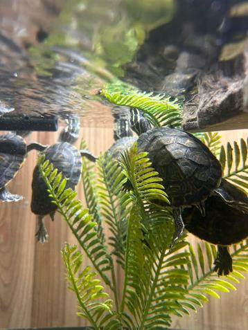 Waterschildpadden beschikbaar voor biedingen
