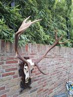 Schedel edelhert XXL gewei opgezette hert taxidermy jacht, Verzamelen, Ophalen, Hert, Schedel