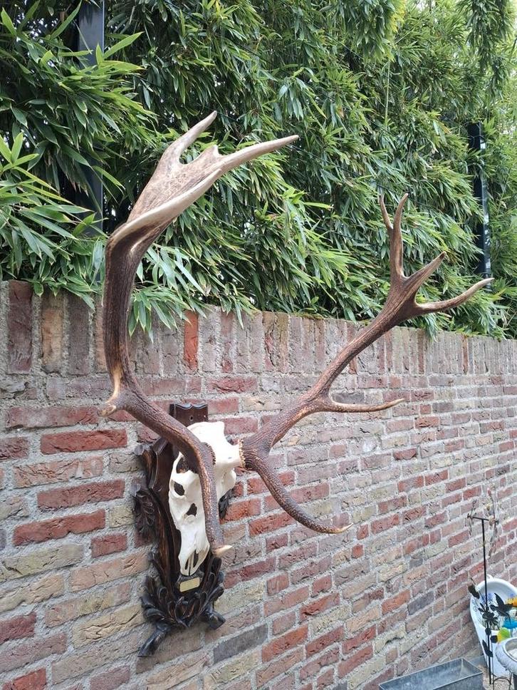 Schedel edelhert XXL gewei opgezette hert taxidermy jacht, Verzamelen, Dierenverzamelingen, Schedel, Hert, Ophalen
