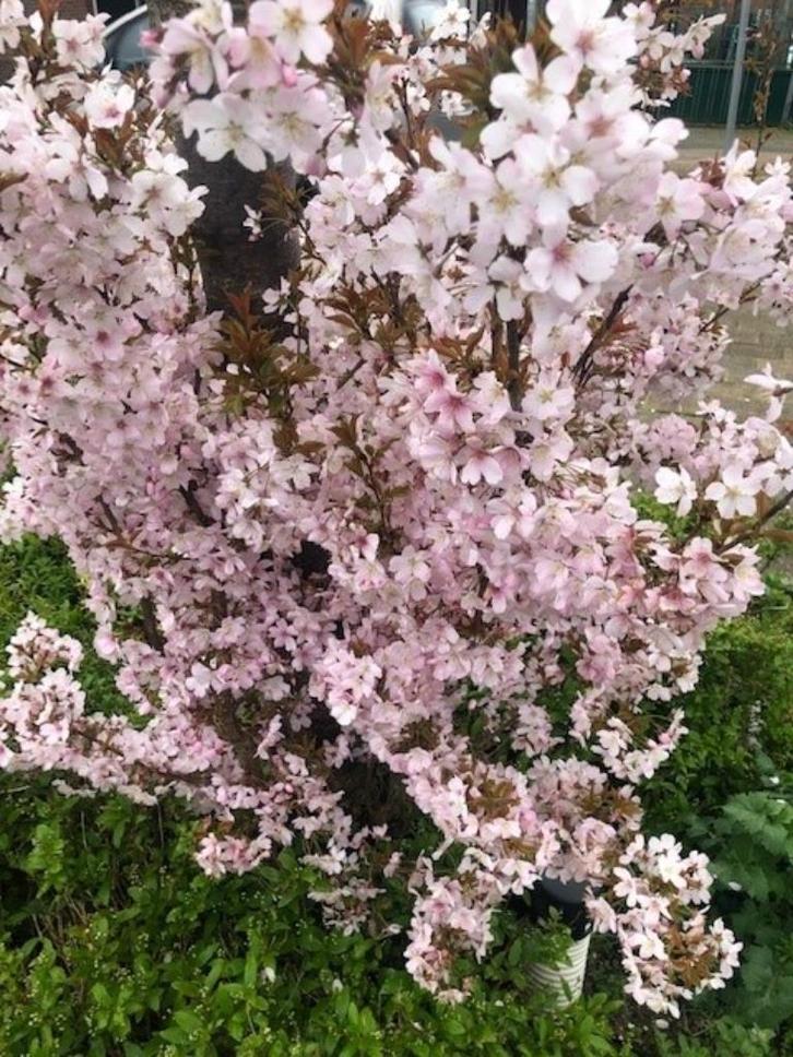 Sierkers, Prunus serrulata hillieri 'Spire', kleinere boom, Tuin en Terras, Planten | Bomen, Overige soorten, 400 cm of meer, Volle zon