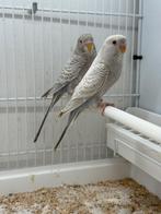 Blackface dun fallow, Meerdere dieren, Parkiet