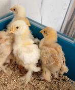 Brahma kuikentjes, Dieren en Toebehoren, Pluimvee, Meerdere dieren, Kip