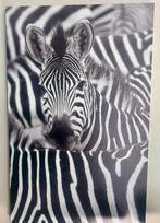 Canvas zebra schilderij 75x115, Ophalen, Zo goed als nieuw, Schilderij