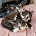 Boerderij kittens 7 weken, Meerdere dieren, 0 tot 2 jaar