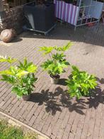 Fatsia Japonica  Vingerplant, Tuin en Terras, Planten | Tuinplanten, Vaste plant, Halfschaduw, Winter, Ophalen